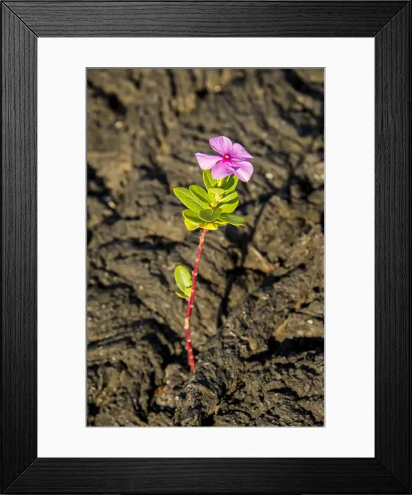 Framed Print : Flower on the Lava at Galapagos Framed Print : Flower on the Lava at Galapagos