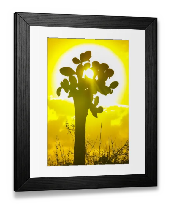 Framed Print : Giant cactus and sunrise at Galapagos Framed Print : Giant cactus and sunrise at Galapagos