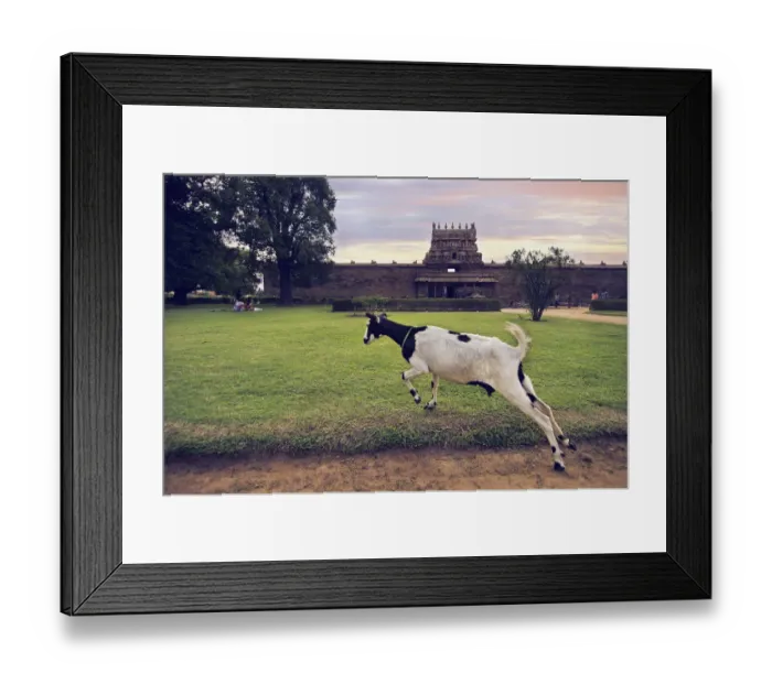 Framed Print : Goat at Darasuram Airavateswarar Temple Framed Print : Goat at Darasuram Airavateswarar Temple