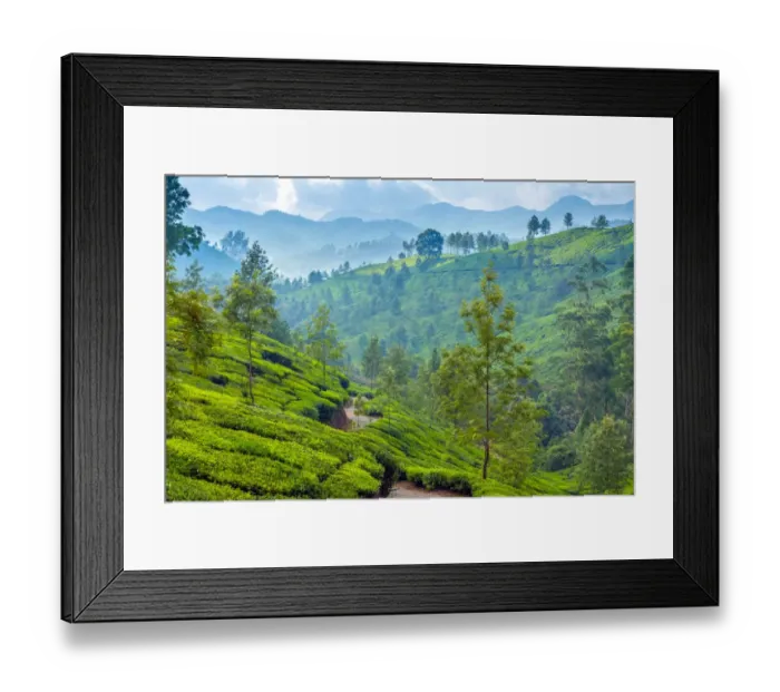 Framed Print : Tea plantation in Kerala Framed Print : Tea plantation in Kerala