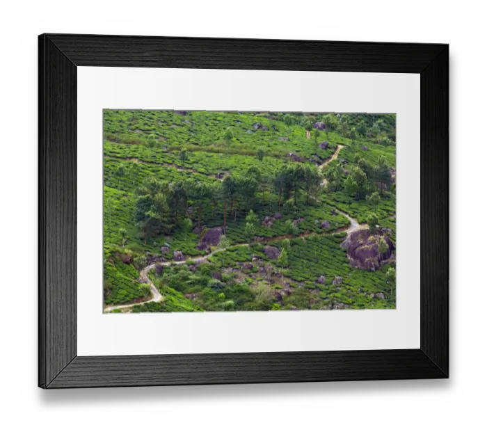 Framed Print : Tea plantation in Kerala Framed Print : Tea plantation in Kerala