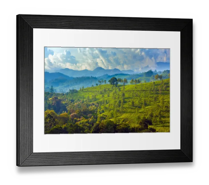 Framed Print : Tea plantation in Kerala Framed Print : Tea plantation in Kerala
