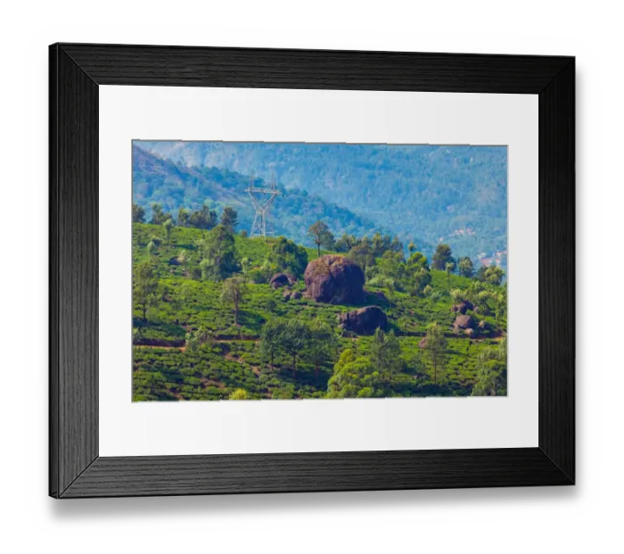 Framed Print : Tea plantation in Kerala