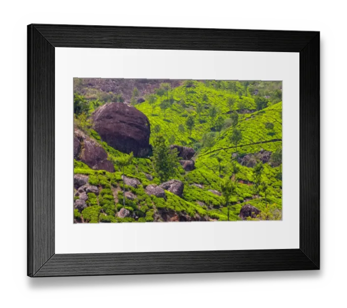 Framed Print : Tea plantation in Kerala Framed Print : Tea plantation in Kerala