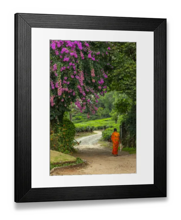 Framed Print : A local woman walking towards a tea plantation in Kerala, India Framed Print : A local woman walking towards a tea plantation in Kerala, India