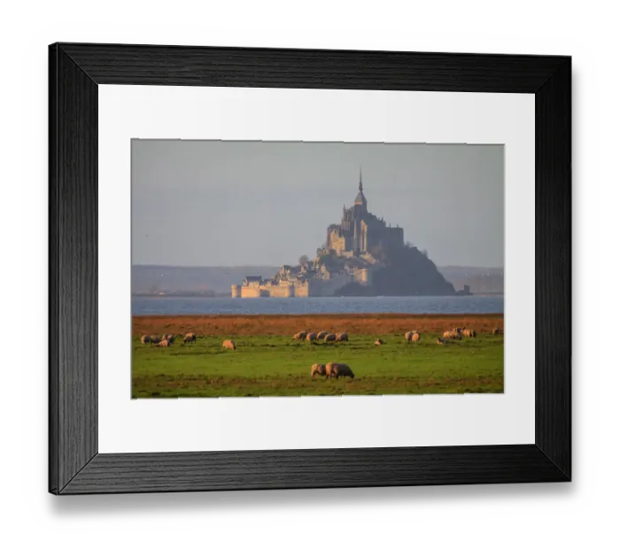 Framed Print : Mont-Saint-Michel with sheeps at sunrise
