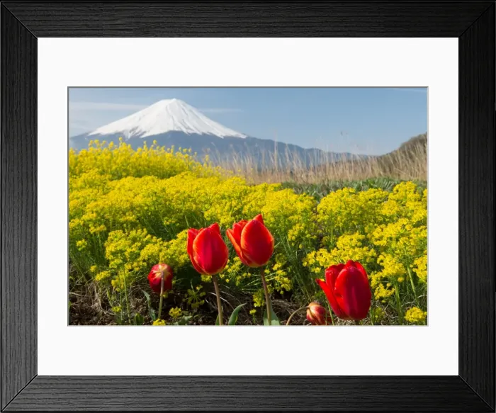 Framed Print : Fuji and spring flowers Framed Print : Fuji and spring flowers