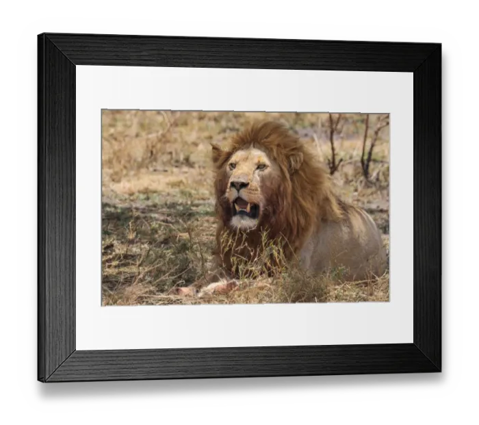 Framed Print : Big male lion resting in grass Framed Print : Big male lion resting in grass