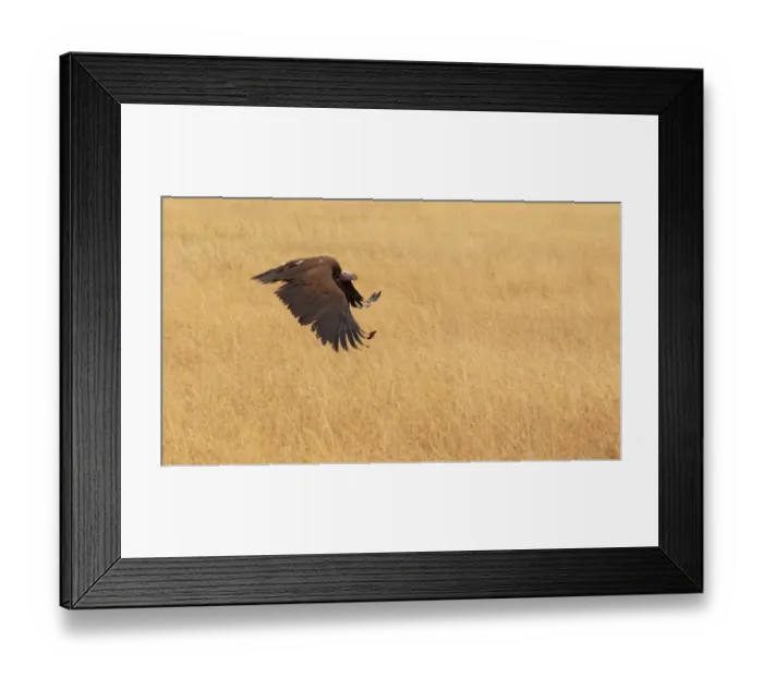 Framed Print : Lappet-Faced Vulture flying over golden grass Framed Print : Lappet-Faced Vulture flying over golden grass