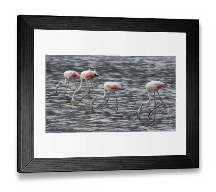 Framed Print : Four feeding Greater Flamingos in water Framed Print : Four feeding Greater Flamingos in water