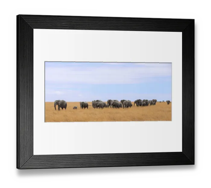 Framed Print : Big group of african elephants Framed Print : Big group of african elephants