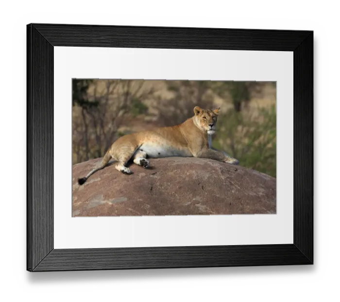 Framed Print : Lioness resting on round boulder Framed Print : Lioness resting on round boulder