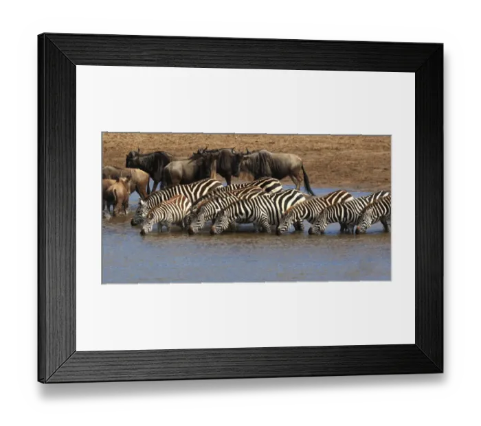 Framed Print : Group of zebras checking for crocodiles in river Framed Print : Group of zebras checking for crocodiles in river