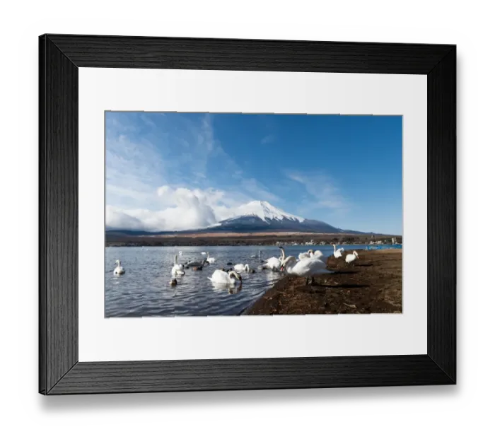 Framed Print : Swan and Fuji