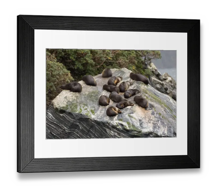 Framed Print : Fur Seals relaxing on rocks