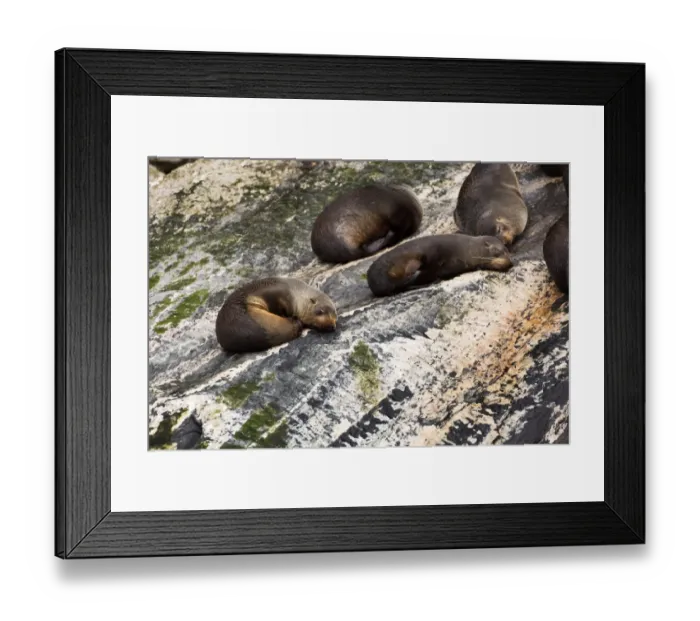 Framed Print : Fur Seals relaxing on rocks Framed Print : Fur Seals relaxing on rocks