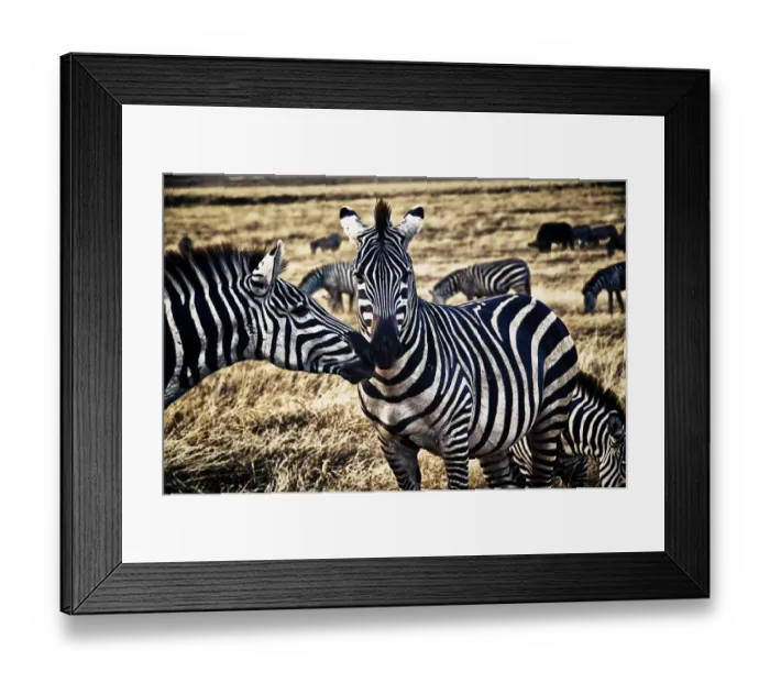 Framed Print : Friends. alegiorgiartphoto Framed Print : Friends. alegiorgiartphoto