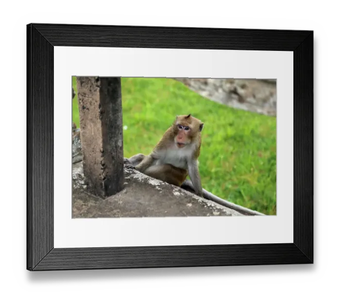 Framed Print : Monkey at Angkor Wat Framed Print : Monkey at Angkor Wat