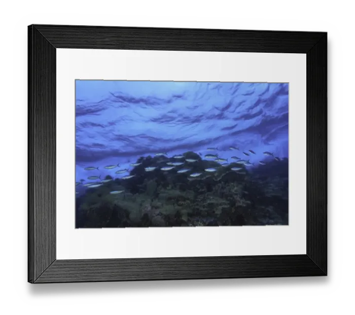 Framed Print : Fish swimming near surface Framed Print : Fish swimming near surface