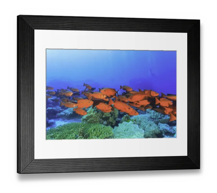 Framed Print : Colorful schooling bigeyes