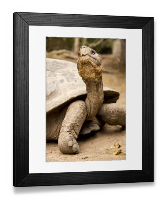 Framed Print : Galapagos Giant Tortoise Framed Print : Galapagos Giant Tortoise