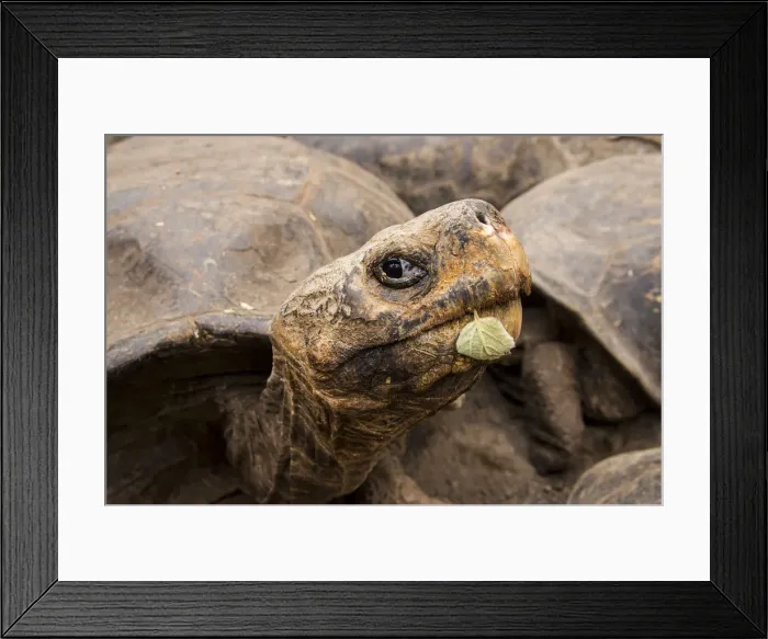 Framed Print : Galapagos Giant Tortoise Framed Print : Galapagos Giant Tortoise