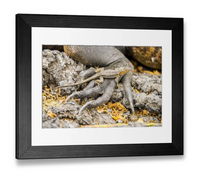 Framed Print : Lizard on the hand of a Marine iguana Framed Print : Lizard on the hand of a Marine iguana