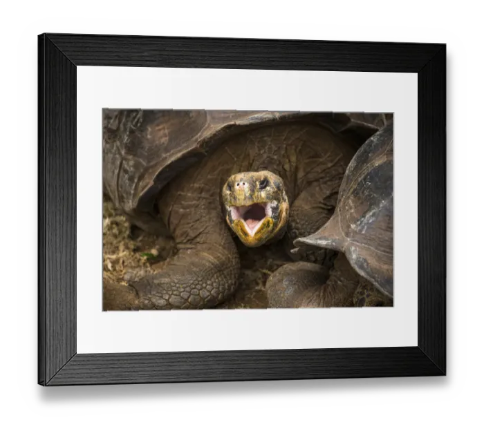 Framed Print : Galapagos Giant Tortoise Framed Print : Galapagos Giant Tortoise