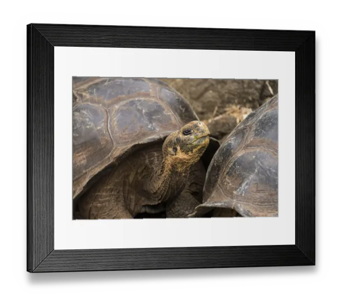 Framed Print : Galapagos Giant tortoise Framed Print : Galapagos Giant tortoise