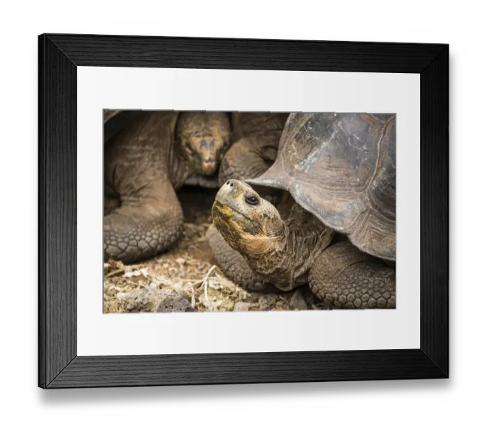 Framed Print : Galapagos Giant tortoise Framed Print : Galapagos Giant tortoise