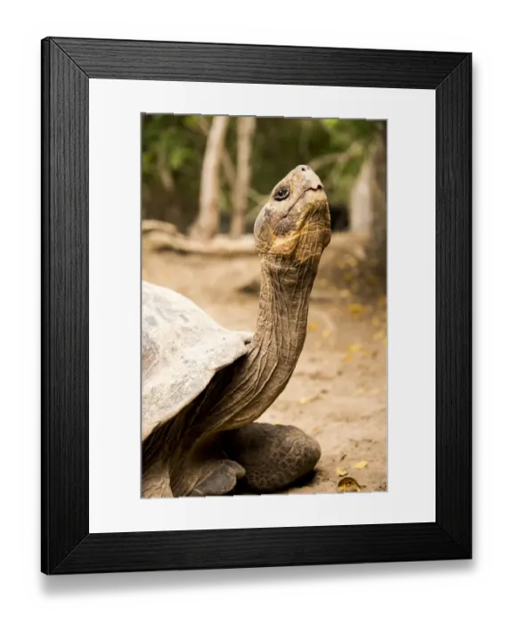 Framed Print : Galapagos Giant Tortoise Framed Print : Galapagos Giant Tortoise