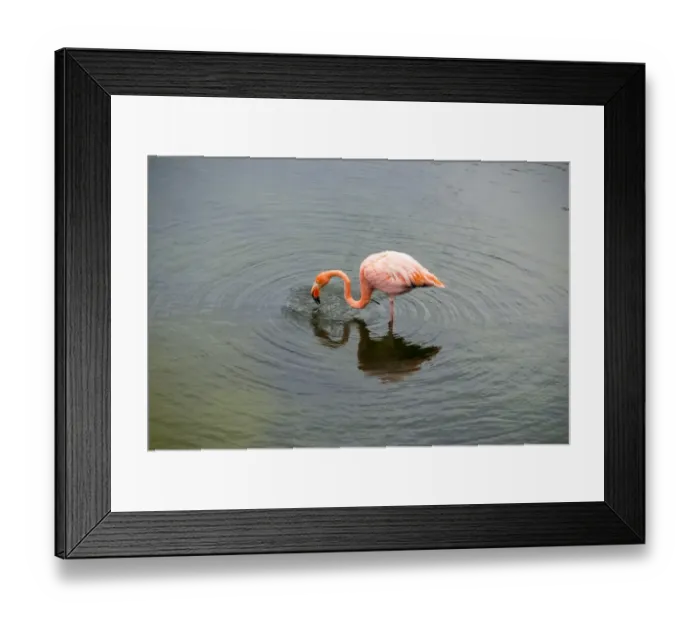 Framed Print : Galapagos Flamingo Framed Print : Galapagos Flamingo