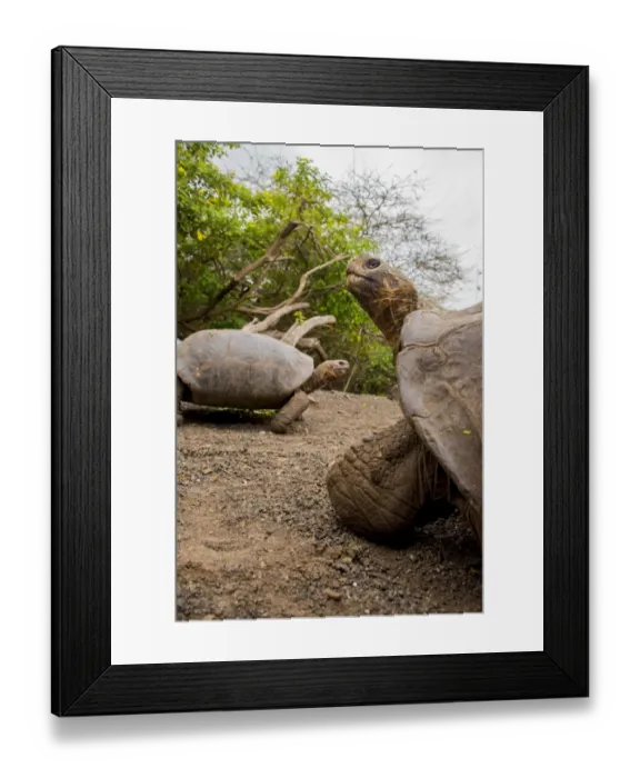 Framed Print : Galapagos Giant Tortoise Framed Print : Galapagos Giant Tortoise