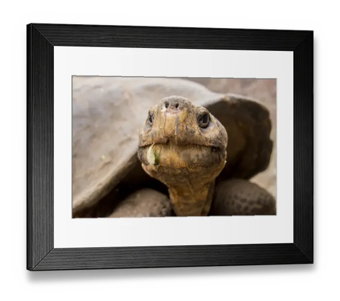 Framed Print : Galapagos Giant Tortoise Framed Print : Galapagos Giant Tortoise