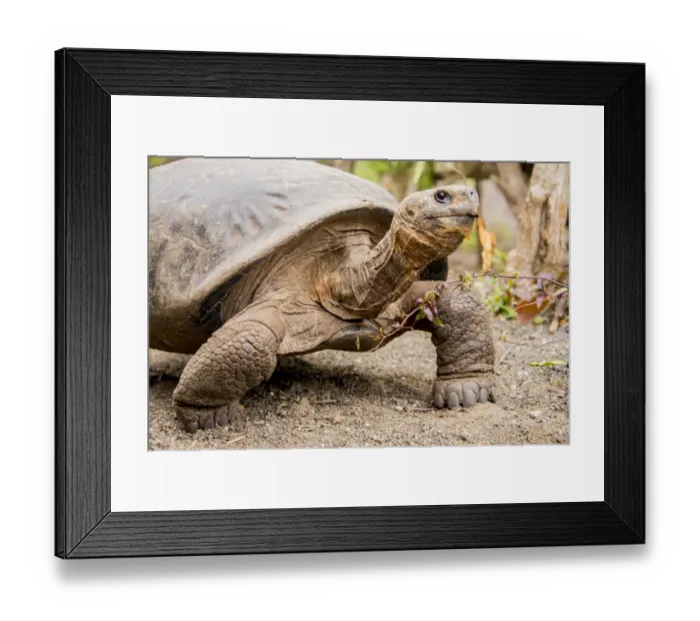 Framed Print : Galapagos Giant Tortoise Framed Print : Galapagos Giant Tortoise