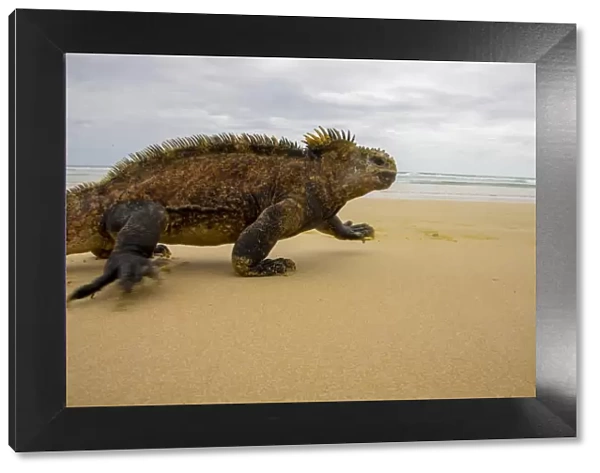 Marine Iguana running on the beach
