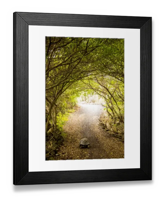 Framed Print : Galapagos Giant Tortoise Framed Print : Galapagos Giant Tortoise