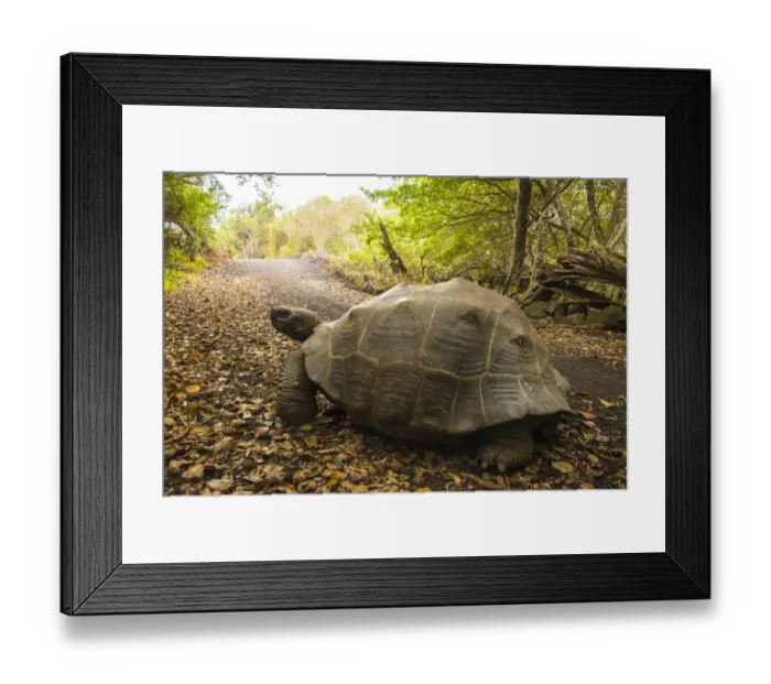 Framed Print : Galapagos Giant Tortoise Framed Print : Galapagos Giant Tortoise