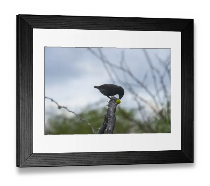 Framed Print : Galapagos Ground-Finch Framed Print : Galapagos Ground-Finch