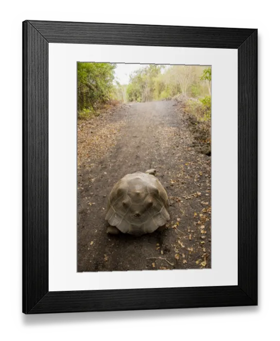 Framed Print : Galapagos Giant Tortoise Framed Print : Galapagos Giant Tortoise