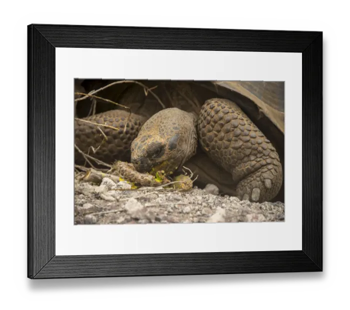Framed Print : Galapagos Giant Tortoise Framed Print : Galapagos Giant Tortoise