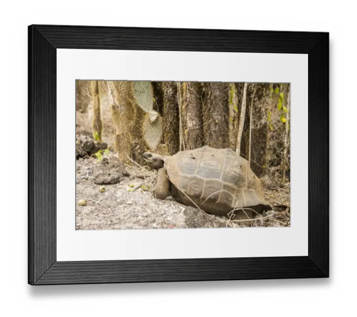 Framed Print : Galapagos Giant Tortoise Framed Print : Galapagos Giant Tortoise