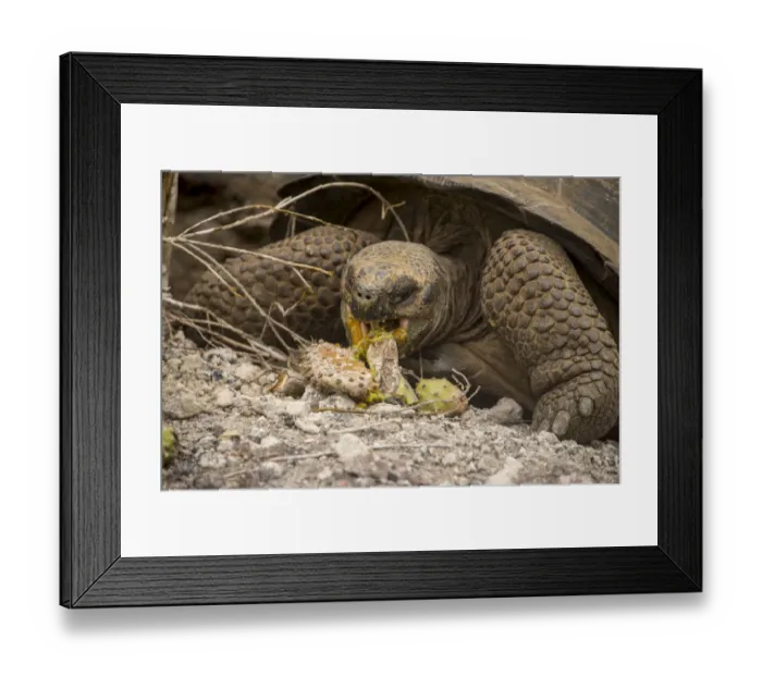 Framed Print : Galapagos Giant Tortoise Framed Print : Galapagos Giant Tortoise