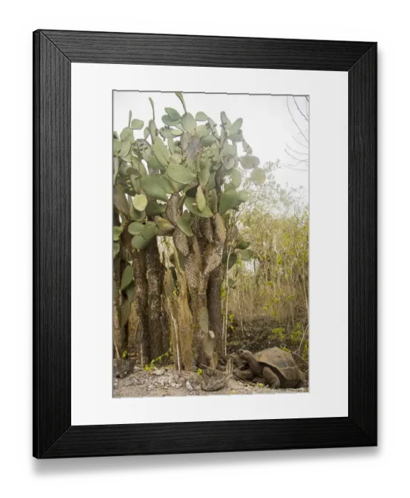 Framed Print : Galapagos Giant Tortoise Framed Print : Galapagos Giant Tortoise