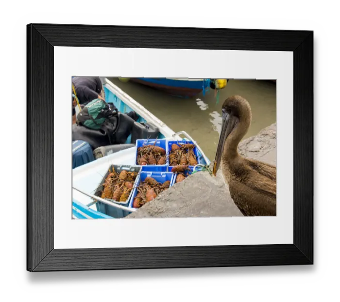 Framed Print : Pelican looking to the lobster Framed Print : Pelican looking to the lobster