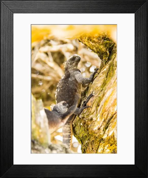 Framed Print : Marine Iguana Framed Print : Marine Iguana