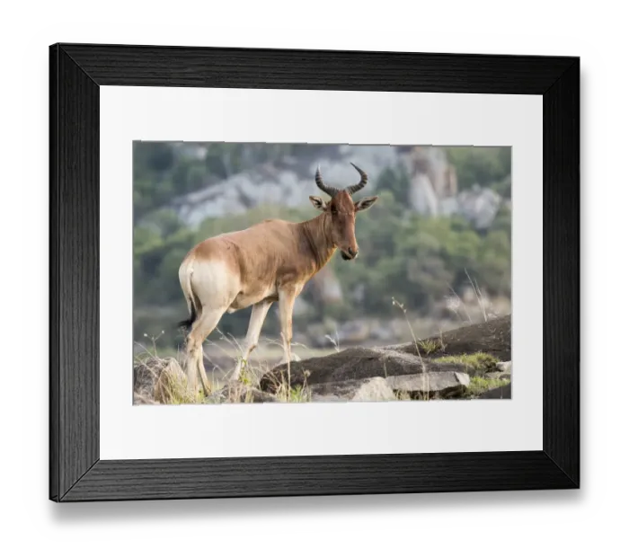 Framed Print : Hartebeest (Alcelaphus buselaphus) in rocky area Framed Print : Hartebeest (Alcelaphus buselaphus) in rocky area