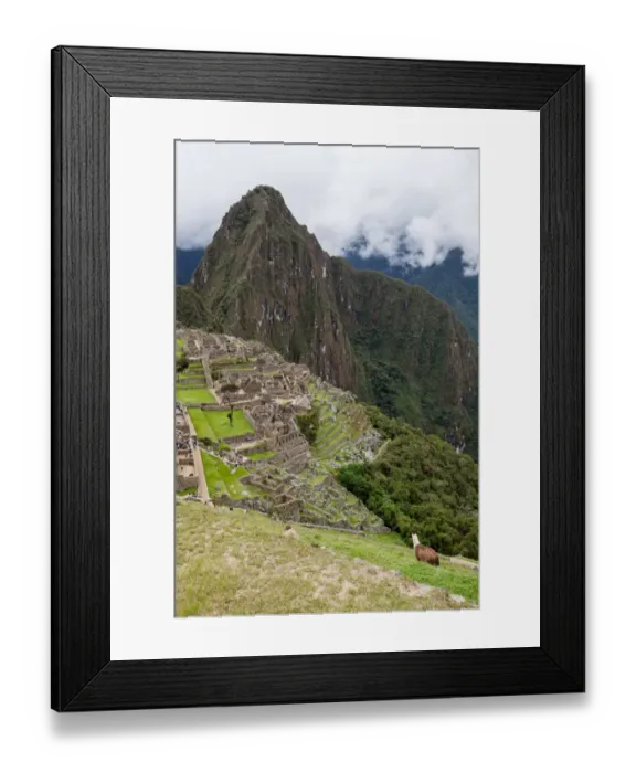 Framed Print : Alpaca at Machu Picchu Framed Print : Alpaca at Machu Picchu