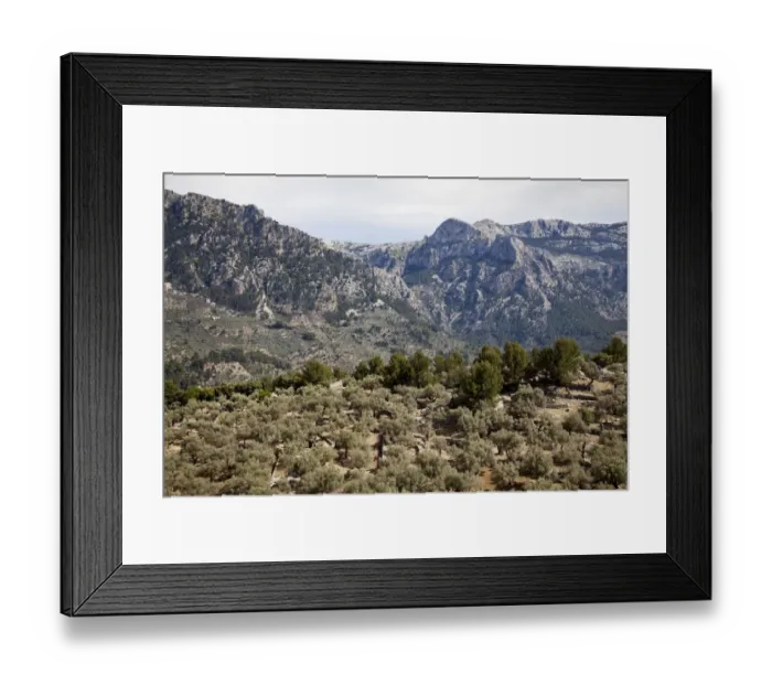 Framed Print : Olive orchard in Sierra de Tramuntana Framed Print : Olive orchard in Sierra de Tramuntana