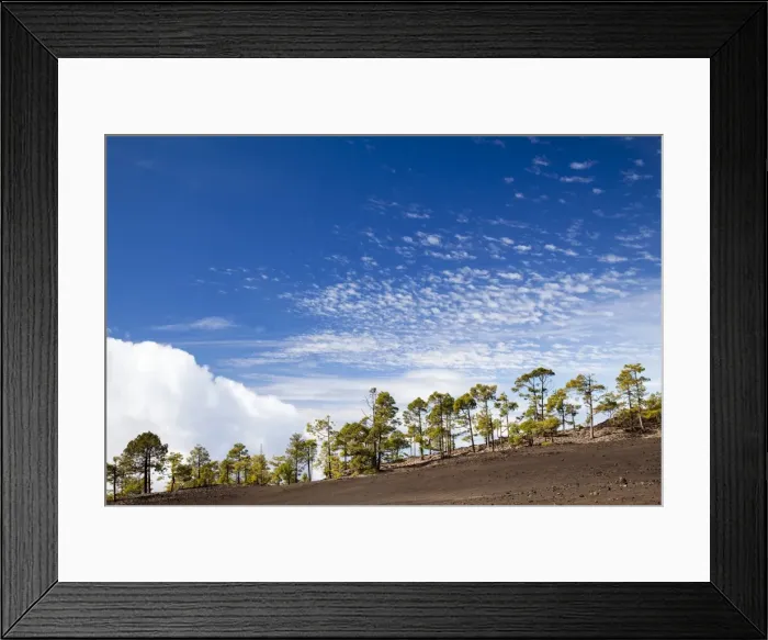 Framed Print : Canary Island pines in volcanic terrain in Teide Volcano Framed Print : Canary Island pines in volcanic terrain in Teide Volcano